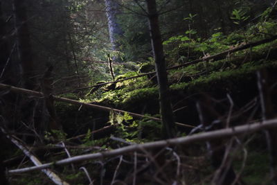 View of trees in forest