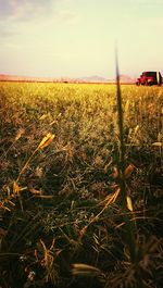 Scenic view of grassy field against sky