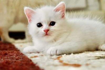 Close-up portrait of white cat