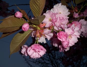 Close-up of pink flowers blooming outdoors