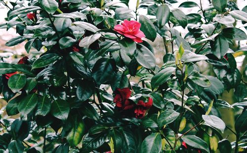 Close-up of red flowering plant