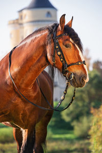 Close-up of a horse on field