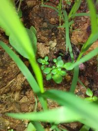 Close-up of plants