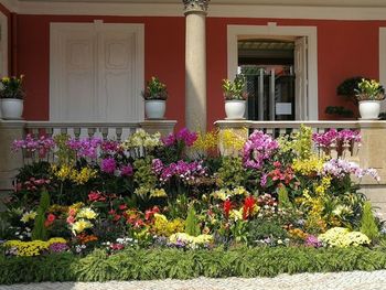 Flower plants growing outside building