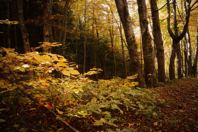 Trees growing in forest during autumn