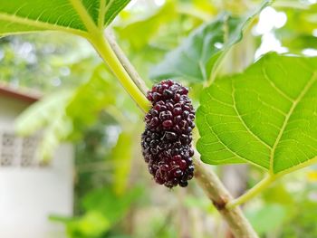 Close-up of strawberry growing on tree