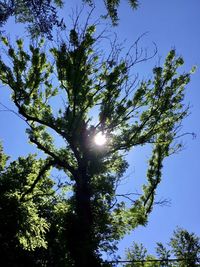 Low angle view of trees against blue sky