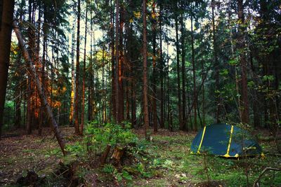 View of pine trees in forest