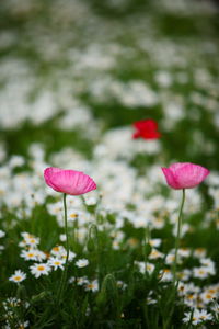 Close-up of pink flowering plants on land