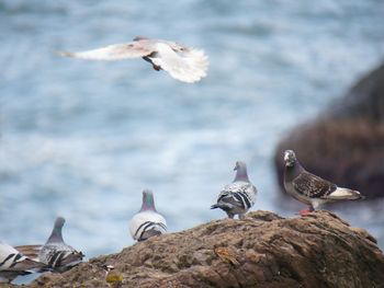 Seagull flying over water