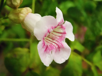 Close-up of pink flower blooming outdoors