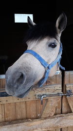 Close-up of a horse in stable