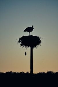 Silhouette bird perching on tree against clear sky at sunset