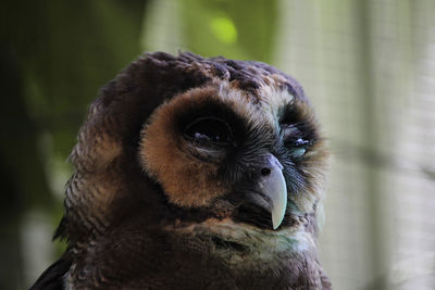 Close-up portrait of owl