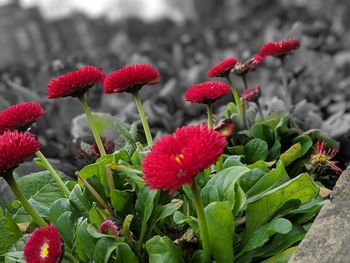 Close-up of red flowering plant