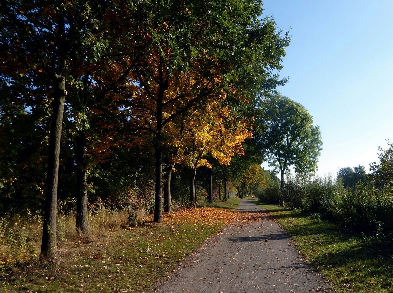 tree, growth, nature, outdoors, tranquility, no people, beauty in nature, the way forward, day, scenics, tranquil scene, sky