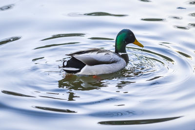 Duck swimming in lake