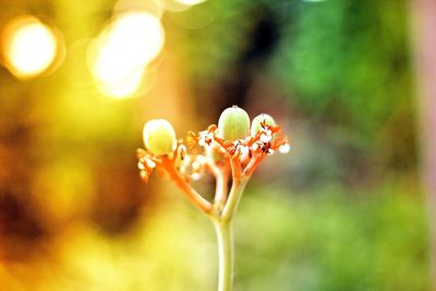 Close-up of flower buds