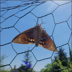 Low angle view of butterfly on flower
