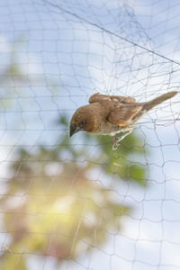 Close-up of a bird