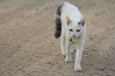 Portrait of white cat standing on field