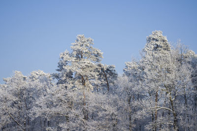 Low angle view of tree against clear sky