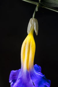 Close-up of flower over black background