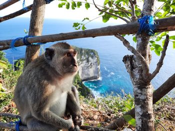 Monkey sitting on tree trunk