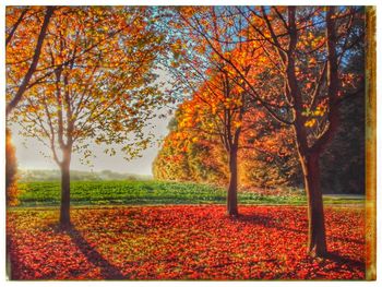 Trees on field during autumn