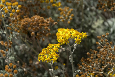 Close-up of yellow flowering plant