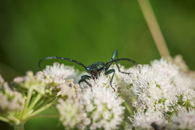 Close-up of butterfly pollinating on flower