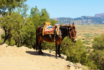 View of horse cart against trees