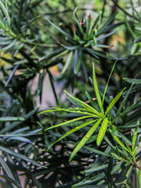 Close-up of fresh green plant