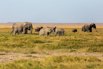 Elephants on field