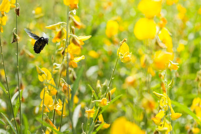 Close-up of insect on yellow plant