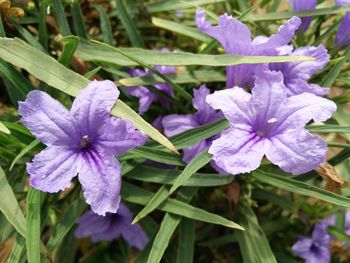 Close-up of purple flowers blooming outdoors