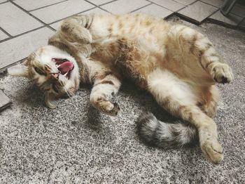 High angle view of cat lying on floor