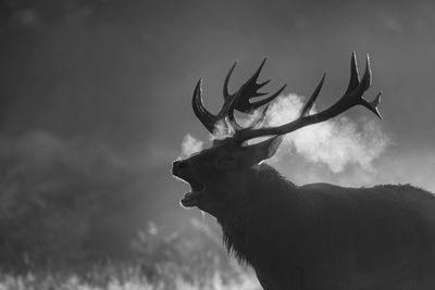 Close-up of deer against sky