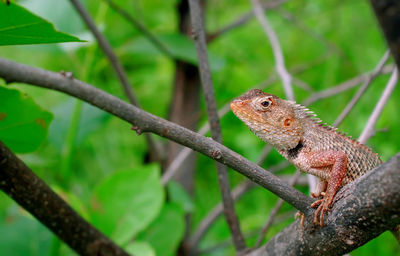 Close-up of a lizard on branch