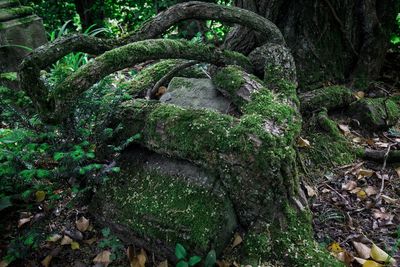 Moss growing on tree trunk