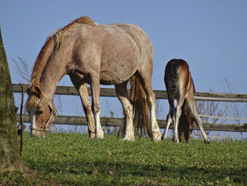 A horse with his foal in summer