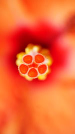 Close-up of red fruit