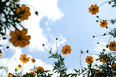 Low angle view of flowering plants against sky