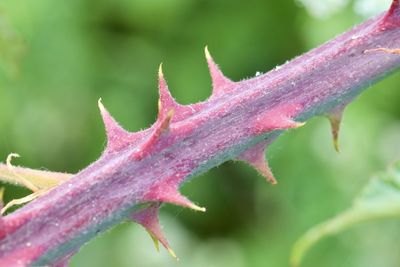 Close-up of pink flower