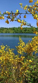 Yellow flowering plants by lake against sky