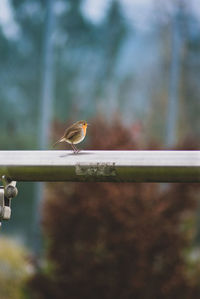 Close-up of bird perching on railing