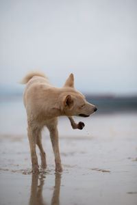 Dog looking away on beach