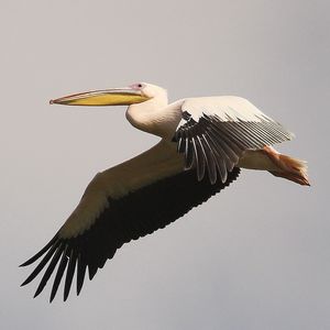 Close-up of bird flying against clear sky