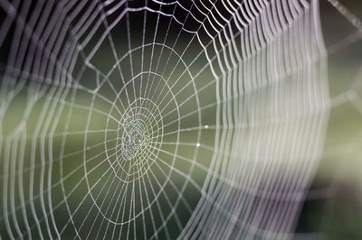 Close-up of spider web