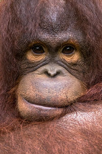 Close-up portrait of face